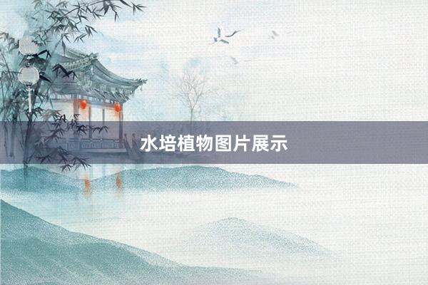 水培植物图片展示